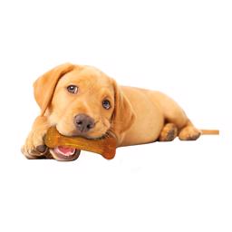 Nylabone Puppy Bone Teething Chew med Kyllingesmag